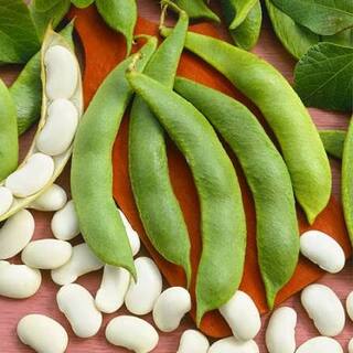 Квасоля кущова Файний Ясь вагова (насіння) 1 кг купити оптом з доставкою по найкращій ціні в Україні від ТМ “Яскрава”