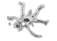 1100acrt-9065-240x173.jpg