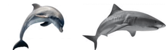 1100acsx-bb5e-544x164.png