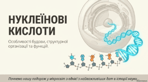 Презентація, конспект уроку, робочий аркуш та інфографіка на тему "НУКЛЕЇНОВІ КИСЛОТИ. Будова, структурна організація, властивості та основні функції. Комплементарність нуклеїнових кислот"  9 клас НУШ. Соболь В.І.