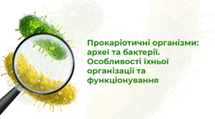 Прокаріотичні організми: археї та бактерії. Особливості їхньої організації та функціонування