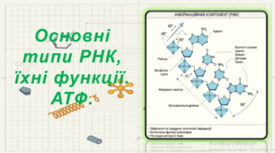 9 клас. НУШ. Біологія. Презентація до уроку: Основні типи РНК, їхні функції. АТФ.