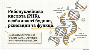 Презентація, розробка уроку та робочий аркуш на тему "РНК, особливості будови, різновиди та функції. ДНК. Структура, властивості й функції ДНК. Реплікація ДНК та її основні принципи. Репарація ДНК та її значення." 9 клас. Соболь В.І.