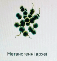 1100b17g-5de8-193x206.png