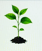 1100b18y-a216-141x173.png