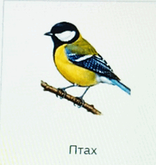 1100b19k-9624-224x237.png