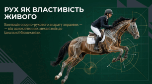 РУХ ЯК ВЛАСТИВІСТЬ ЖИВОГО. ЕВОЛЮЦІЯ ОПОРНО-РУХОВОГО АПАРАТУ ХОРДОВИХ