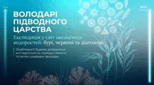 Особливості будови та процесів життєдіяльності бурих, червоних, діатомових водоростей, їх різноманітність