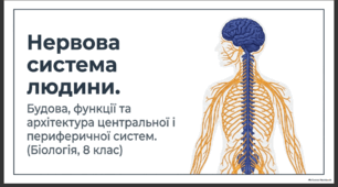 Будова нервової системи. Центральна і периферична нервова система людини 8 клас НУШ