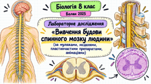 Лабораторне дослідження «Вивчення будови спинного мозку людини»