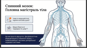 Спинний мозок людини 8 клас НУШ