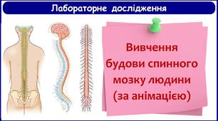 8 клас. Лабораторне дослідження «Вивчення будови спинного мозку людини»