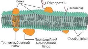 16. Структура евкаріотичної клітини: клітинна мембрана.