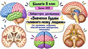 Лабораторне дослідження «Вивчення будови головного мозку людини»