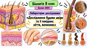 Лабораторне дослідження «Дослідження будови шкіри та її похідних: нігтя, волосини»