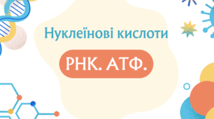 Нуклеїнові кислоти: РНК. АТФ