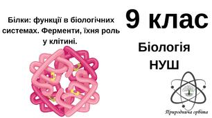 Білки: рівні структурної організації, основні властивості,функції в біологічних системах. Ферменти та їх роль. 
