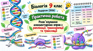 Практична робота «Розв’язування елементарних вправ з реплікації, транскрипції та трансляції»