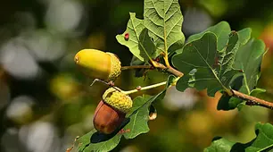 Діагностична робота (тестування) з теми «Повторення, узагальнення та поглиблення вивченого».