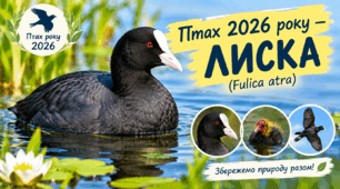 Птах 2026 року — ЛИСКА. Fulica atra