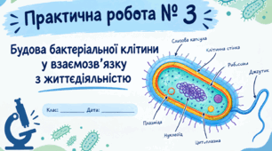 Практична робота 3  Будова бактеріальної клітини у взаємозв’язку з життєдіяльністю