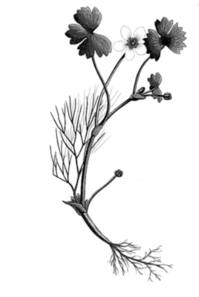 1100d5fa-bd8f-199x297.png