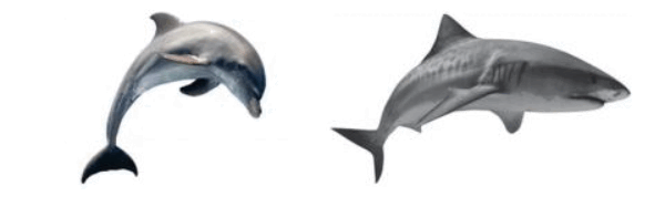 1100d5hf-391a-600x187.png