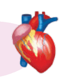 1100dasr-591c-223x262.png