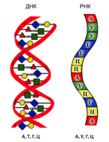 1100e13d-d620-156x202.png