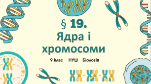 Презентація  до уроку  «§ 19. Ядра і хромосоми»   9 клас  НУШ  Біологія