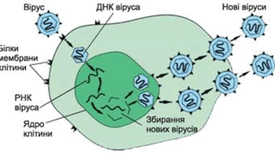 Віруси, віроїди, пріони 9 клас НУШ