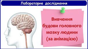 8 клас. Лабораторне дослідження «Вивчення будови головного мозку людини»