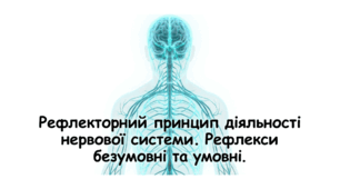 Рефлекторний принцип діяльності нервової системи. Рефлекси безумовні та умовні.