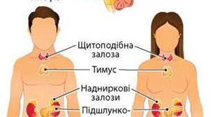 Кросворд Будова ендокринної системи, особливості її функціонування