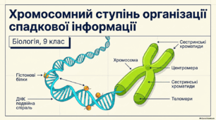 Презентація уроку, презентація практикум, розробка уроку та навчальне відео на тему "Хромосомний ступінь організації спадкової інформації. Хроматин. Хромосоми їх будова, функції, класифікація". 9 клас НУШ. Соболь В.І.
