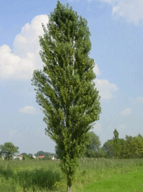 1100evdu-a477-204x275.png