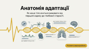 Презентація "Вікова динаміка адаптаційних можливостей" 11 клас (проф)