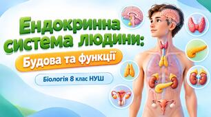 Презентація до теми: "Ендокринна система людини: будова та функції". Біологія 8 клас НУШ
