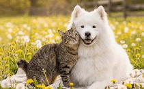 1100f3ng-7256-211x130.png