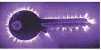 1100f45g-3e62-198x98.png