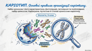 Презентація,  розробка уроку, робочий аркуш учня на тему "Каріотип. Основні правила організації каріотипу. Набір хромосом і його характеристика. Каріограма. Аутосоми й статеві хромосоми". 9 клас НУШ. Соболь В.І.