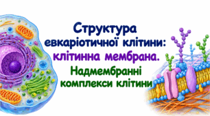 Структура евкаріотичної клітини: клітинна мембрана. Надмембранні комплекси клітини.
