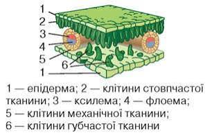 Будова та функції листків - Біологія. 7 клас. Андерсон