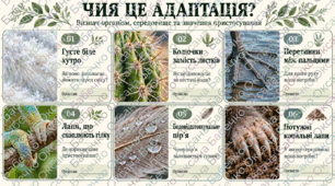 Гра "Чия це адаптація". Для кращого засвоєння матеріалу та логічного мислення.