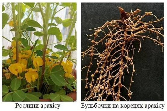 Бактерії, здатні утворювати азотфіксуючі бульбочки на коренях арахісу ідентифікували в агроценозах України — SuperAgronom.com