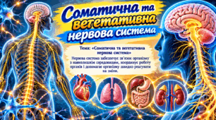 Соматична та вегетативна нервова система