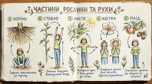 Гра - фізкультхвилинка : «Рослинний конструктор» •