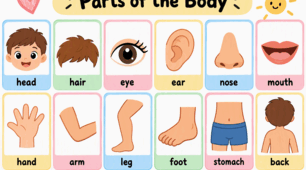 Parts of the Body / Частини тіла. Комплект дидактичних карток з англійської мови.