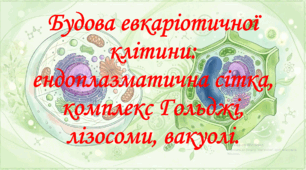9 клас. НУШ. Біологія. Презентація до уроку: Будова евкаріотичної клітини: ендоплазматична сітка, комплекс Гольджі, лізосоми, вакуолі.