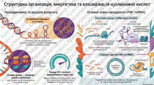 Робочий аркуш: Нуклеїнові кислоти: огляд будови й біологічної ролі.